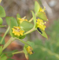Euphorbia foliosa
