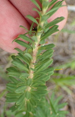 Euphorbia foliosa