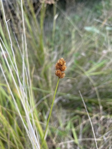 Carex bebbii iNat (1)
