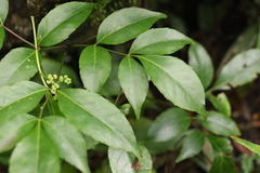 Polyscias sambucifolia