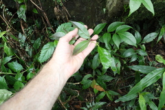 Polyscias sambucifolia