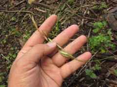 Bromus pitensis