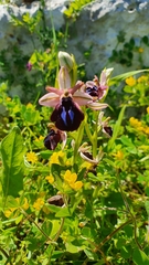 Ophrys sphegodes spruneri