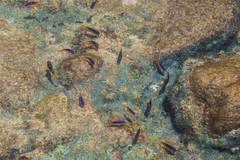 Stegastes rocasensis