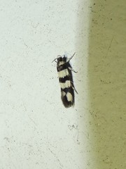 Macrobathra platychroa