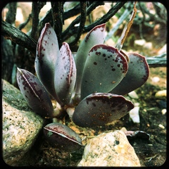 Adromischus triflorus