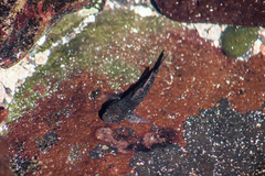 Bathygobius brasiliensis