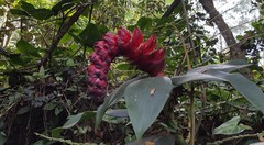 Costus spiralis