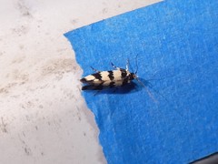 Macrobathra platychroa