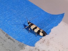 Macrobathra platychroa