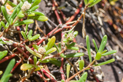 Blutaparon portulacoides
