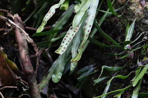 Image of Strap Fern (Dictymia brownii) by (c) Greg Tasney, some rights reserved (CC BY-SA)