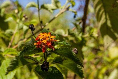 Lantana hirsuta