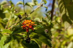 Lantana hirsuta