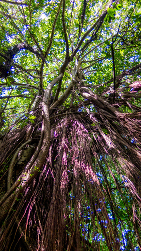 Ficus cyclophylla, photograph 1