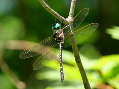 Macromia