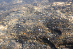 Planorbella oregonensis