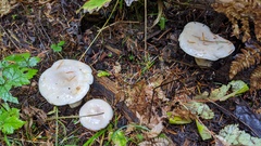 Lactarius pallescens