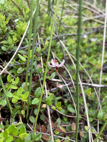 Vaccinium microcarpum iNat (3)