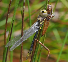 Anaciaeschna martini