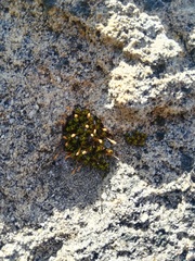 Ptychomitrium crispatum