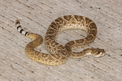 Crotalus ruber lucasensis