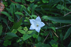 Campanula persicifolia