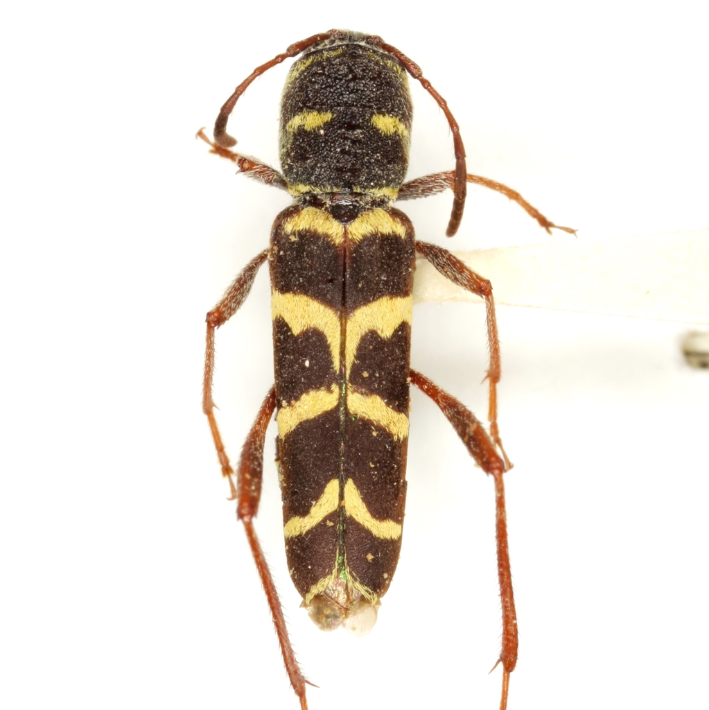 Neoclytus torquatus