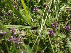 Pyrausta nigrata