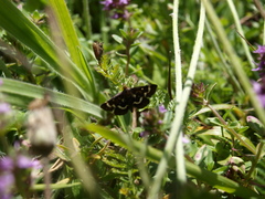 Pyrausta nigrata