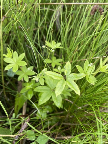 Galium triflorum iNat (1)