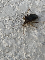 Anasa scorbutica