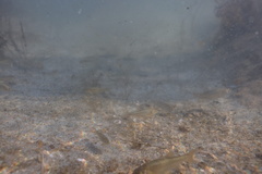 Siphateles boraxobius