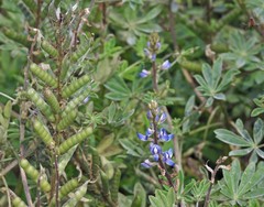 Lupinus gibertianus