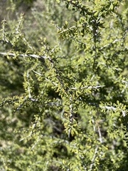 Condalia spathulata