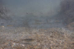 Siphateles boraxobius