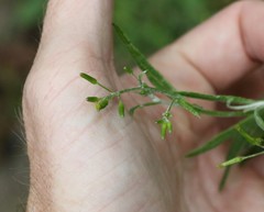 Senecio tenuiflorus