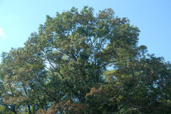 Quercus × benderi