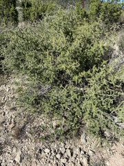 Condalia spathulata