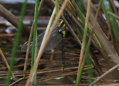 Anaciaeschna martini