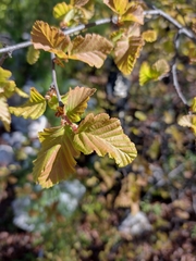 Nothofagus glauca