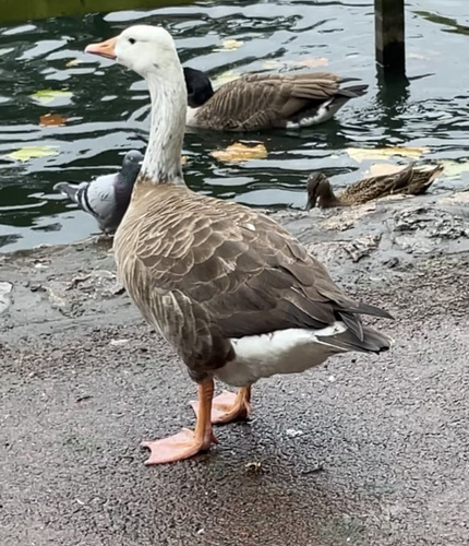 Greylag × Canada Goose hybrid