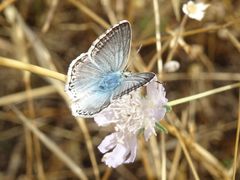 Polyommatus coridon