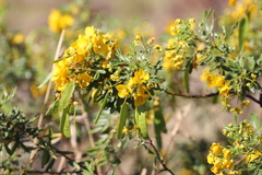 Senna glutinosa