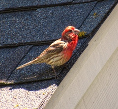 Haemorhous mexicanus