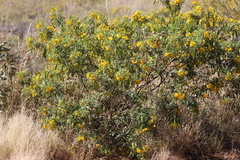 Senna glutinosa