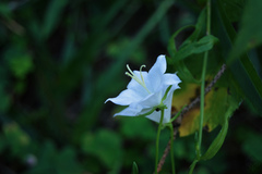 Campanula persicifolia