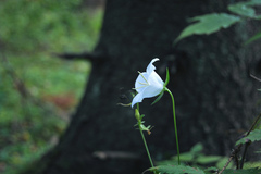 Campanula persicifolia