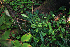 Campanula persicifolia