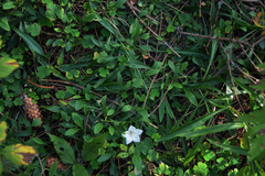 Campanula persicifolia